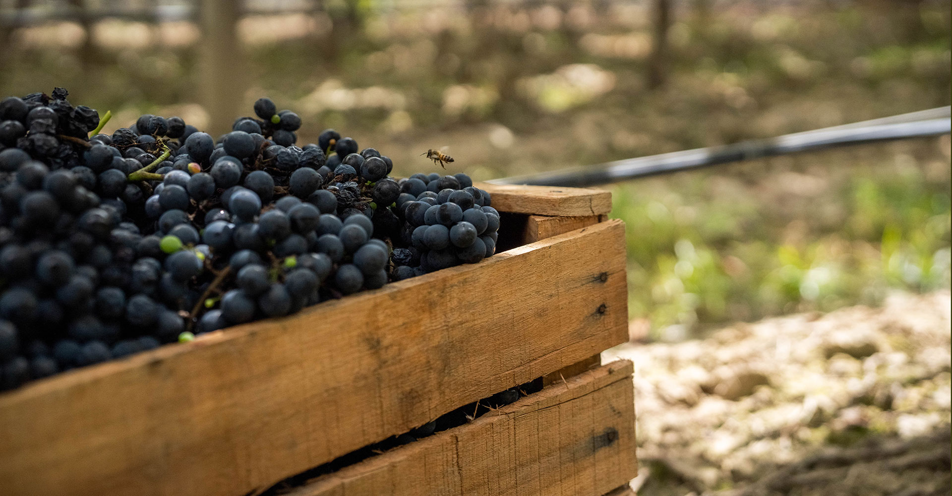 procesos_tellus_wines